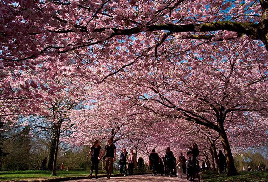 Bispebjerg Cemetery Film Greater Copenhagen